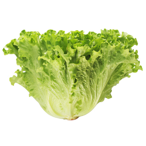 Lettuce Batavia 12 Units