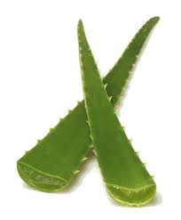 Aloe Vera P/P 4 x 1 leaf