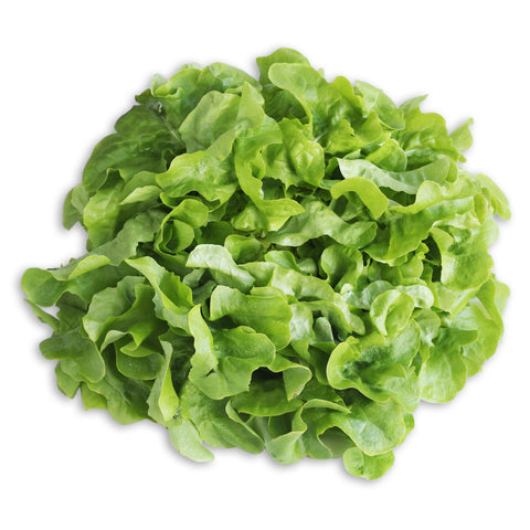 Lettuce Oakleaf 12 Units