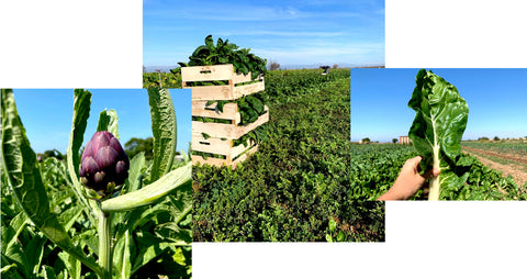 Collage of organic vegetables on the farm