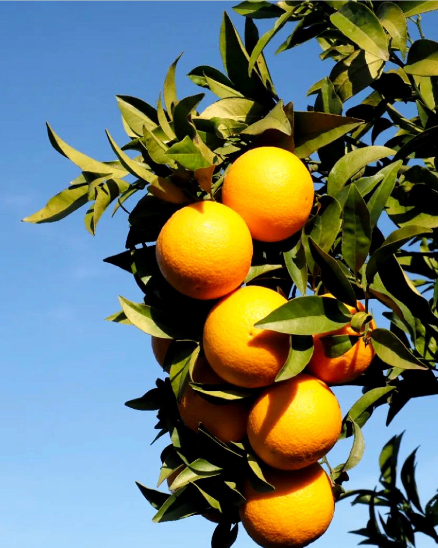 organic oranges on the tree