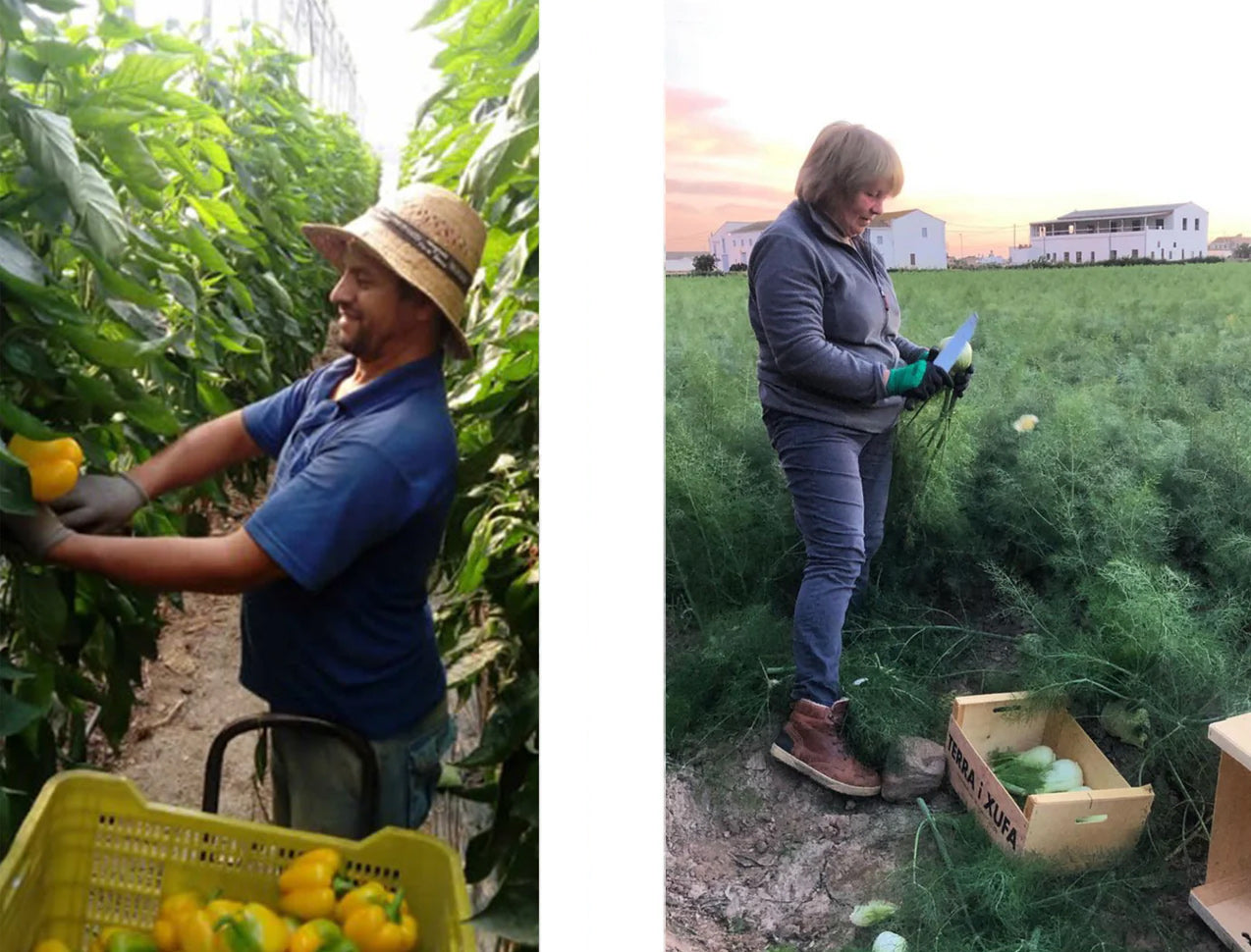Wholegood's organic farmers harvesting organic produce