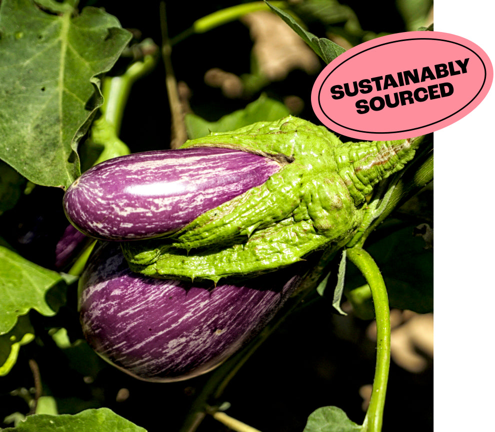 close up of a purple courgette
